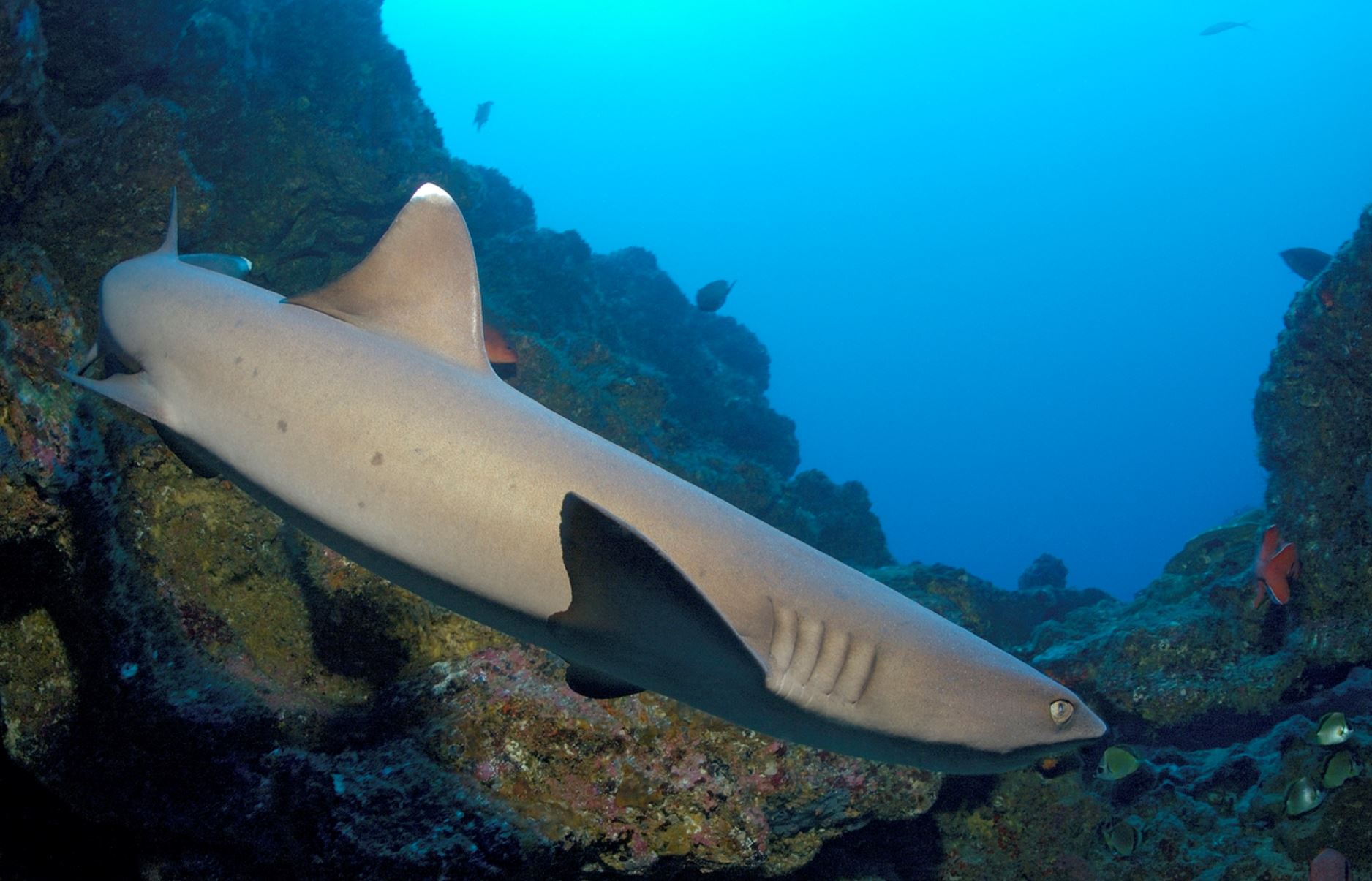 white-tip-reef-shark-galapagos-cruises